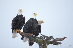 Three bald eagles stand together on wooden perch, Haliaeetus leucocephalus, Haliaeetus leucocephalus washingtoniensis, Kachemak Bay, Homer, Alaska