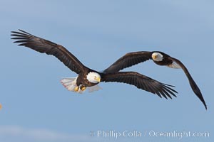 Two bald eagles in flight, wings spread, aloft, soaring, Haliaeetus leucocephalus, Haliaeetus leucocephalus washingtoniensis, Kachemak Bay, Homer, Alaska