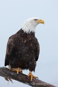 Bald eagle, side profile view, standing on wooden perch, Haliaeetus leucocephalus, Haliaeetus leucocephalus washingtoniensis, Kachemak Bay, Homer, Alaska