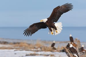 Bald eagle in flight over snow-dusted beach, Kachemak Bay, Haliaeetus leucocephalus, Haliaeetus leucocephalus washingtoniensis, Homer, Alaska