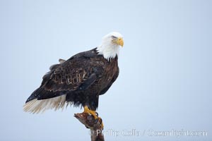 Bald eagle, atop wooden perch, overcast and snowy skies, Haliaeetus leucocephalus, Haliaeetus leucocephalus washingtoniensis, Kachemak Bay, Homer, Alaska
