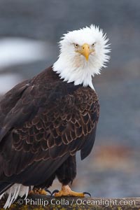 Bald eagle, closeup of head and shoulders showing distinctive white head feathers, yellow beak and brown body and wings, Haliaeetus leucocephalus, Haliaeetus leucocephalus washingtoniensis, Kachemak Bay, Homer, Alaska