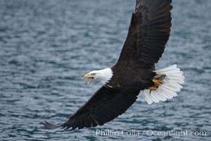 Bald eagle flies low over the water, Haliaeetus leucocephalus, Haliaeetus leucocephalus washingtoniensis, Kenai Peninsula, Alaska