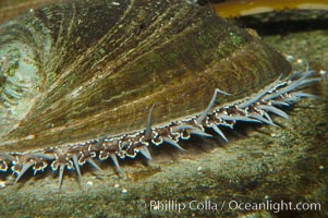 Green abalone with mantle fringe visible extending outside shell, Haliotis fulgens