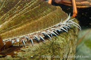 Green abalone, mantle and sight organs visible around edge of shell, Haliotis fulgens