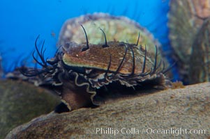 Juvenile red abalone, Haliotis rufescens