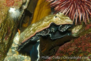 Red abalone eats Macrocystis kelp blade, Haliotis rufescens