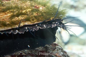 Red abalone, Haliotis rufescens