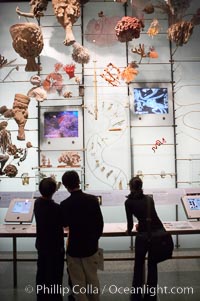 Visitors admire hundreds of species at the Hall of Biodiversity, American Museum of Natural History, New York City