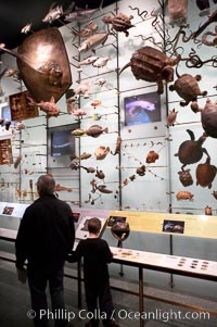 Visitors admire hundreds of species at the Hall of Biodiversity, American Museum of Natural History, New York City