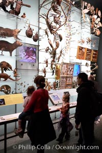 Visitors admire hundreds of species at the Hall of Biodiversity, American Museum of Natural History, New York City