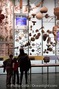 Visitors admire hundreds of species at the Hall of Biodiversity, American Museum of Natural History, New York City