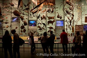 Visitors admire hundreds of species at the Hall of Biodiversity, American Museum of Natural History, New York City