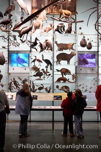 Visitors admire hundreds of species at the Hall of Biodiversity, American Museum of Natural History, New York City