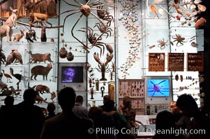 Visitors admire hundreds of species at the Hall of Biodiversity, American Museum of Natural History, New York City