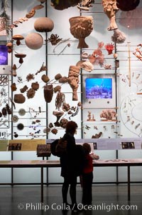 Visitors admire hundreds of species at the Hall of Biodiversity, American Museum of Natural History, New York City