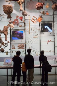 Visitors admire hundreds of species at the Hall of Biodiversity, American Museum of Natural History. New York City, USA, natural history stock photograph, photo id 11227