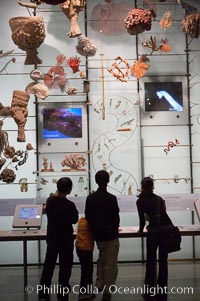 Visitors admire hundreds of species at the Hall of Biodiversity, American Museum of Natural History, New York City