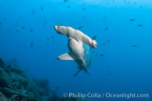 Scalloped hammerhead shark. Wolf Island, Galapagos Islands, Ecuador, Sphyrna lewini, natural history stock photograph, photo id 16262
