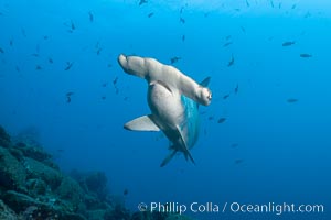 Scalloped hammerhead shark, Sphyrna lewini, Wolf Island