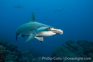 Scalloped hammerhead shark, Sphyrna lewini, Wolf Island