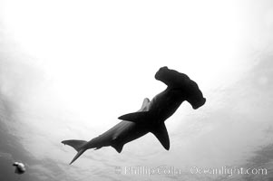 Scalloped hammerhead shark, black and white / grainy. Darwin Island, Galapagos Islands, Ecuador, Sphyrna lewini, natural history stock photograph, photo id 16264