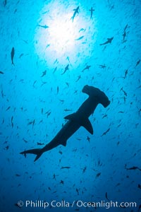 Scalloped hammerhead shark, black and white / grainy. Darwin Island, Galapagos Islands, Ecuador, Sphyrna lewini, natural history stock photograph, photo id 16265