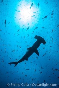 Scalloped hammerhead shark, black and white / grainy.