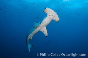 Scalloped hammerhead shark. Darwin Island, Galapagos Islands, Ecuador, Sphyrna lewini, natural history stock photograph, photo id 16266