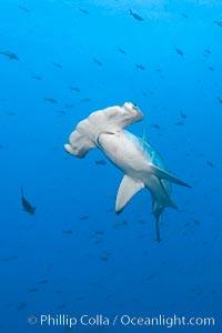 Scalloped hammerhead shark, Sphyrna lewini, Wolf Island