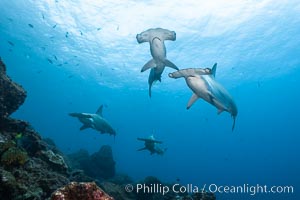 Hammerhead sharks, schooling, black and white / grainy. Wolf Island, Galapagos Islands, Ecuador, Sphyrna lewini, natural history stock photograph, photo id 16268