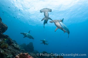 Hammerhead sharks, schooling, black and white / grainy.