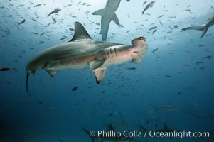 Scalloped hammerhead shark, Sphyrna lewini, Darwin Island