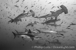 Hammerhead sharks, schooling, Sphyrna lewini, Darwin Island
