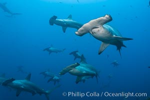 Hammerhead sharks swim in a school underwater at Wolf Island in the Galapagos archipelago.  The hammerheads eyes and other sensor organs are placed far apart on its wide head to give the shark greater ability to sense the location of prey.