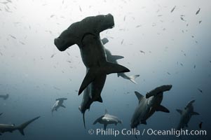 Hammerhead sharks, schooling, black and white / grainy, Sphyrna lewini, Wolf Island