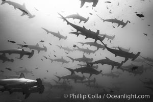 Hammerhead sharks, schooling, Sphyrna lewini, Darwin Island