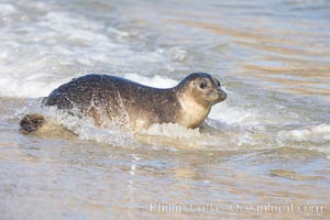 Pacific harbor seal washed by the ocean on sandy beach, La Jolla, California