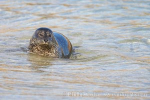 Pacific harbor seal washed by the ocean on sandy beach, La Jolla, California