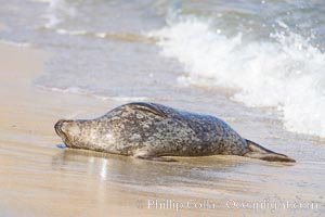 Pacific harbor seal washed by the ocean on sandy beach, La Jolla, California
