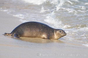 Pacific harbor seal washed by the ocean on sandy beach, La Jolla, California