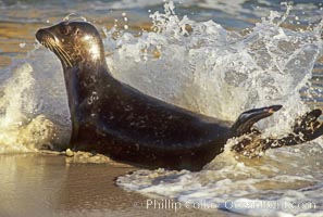 A Pacific harbor seal leaves the surf to haul out on a sandy beach.  This group of harbor seals, which has formed a breeding colony at a small but popular beach near San Diego, is at the center of considerable controversy.  While harbor seals are protected from harassment by the Marine Mammal Protection Act and other legislation, local interests would like to see the seals leave so that people can resume using the beach, Phoca vitulina richardsi, La Jolla, California