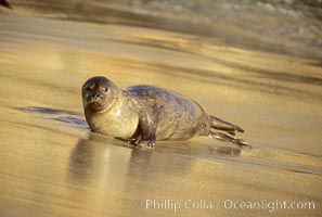 A Pacific harbor seal hauls out on a sandy beach.  This group of harbor seals, which has formed a breeding colony at a small but popular beach near San Diego, is at the center of considerable controversy.  While harbor seals are protected from harassment by the Marine Mammal Protection Act and other legislation, local interests would like to see the seals leave so that people can resume using the beach, Phoca vitulina richardsi, La Jolla, California