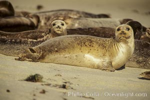 Pacific harbor seals rest while hauled out on a sandy beach.  This group of harbor seals, which has formed a breeding colony at a small but popular beach near San Diego, is at the center of considerable controversy.  While harbor seals are protected from harassment by the Marine Mammal Protection Act and other legislation, local interests would like to see the seals leave so that people can resume using the beach, Phoca vitulina richardsi, La Jolla, California