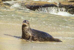 A Pacific harbor seal leaves the surf to haul out on a sandy beach.  This group of harbor seals, which has formed a breeding colony at a small but popular beach near San Diego, is at the center of considerable controversy.  While harbor seals are protected from harassment by the Marine Mammal Protection Act and other legislation, local interests would like to see the seals leave so that people can resume using the beach, Phoca vitulina richardsi, La Jolla, California