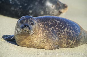 A Pacific harbor seal hauls out on a sandy beach.  This group of harbor seals, which has formed a breeding colony at a small but popular beach near San Diego, is at the center of considerable controversy.  While harbor seals are protected from harassment by the Marine Mammal Protection Act and other legislation, local interests would like to see the seals leave so that people can resume using the beach, Phoca vitulina richardsi, La Jolla, California