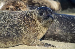 A Pacific harbor seal hauls out on a sandy beach.  This group of harbor seals, which has formed a breeding colony at a small but popular beach near San Diego, is at the center of considerable controversy.  While harbor seals are protected from harassment by the Marine Mammal Protection Act and other legislation, local interests would like to see the seals leave so that people can resume using the beach, Phoca vitulina richardsi, La Jolla, California