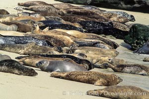 Pacific harbor seals rest while hauled out on a sandy beach.  This group of harbor seals, which has formed a breeding colony at a small but popular beach near San Diego, is at the center of considerable controversy.  While harbor seals are protected from harassment by the Marine Mammal Protection Act and other legislation, local interests would like to see the seals leave so that people can resume using the beach, Phoca vitulina richardsi, La Jolla, California