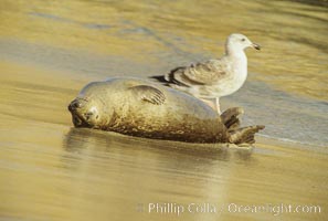 A seagull watches as a Pacific harbor seal rolls about in the surf on a sandy beach.  This group of harbor seals, which has formed a breeding colony at a small but popular beach near San Diego, is at the center of considerable controversy.  While harbor seals are protected from harassment by the Marine Mammal Protection Act and other legislation, local interests would like to see the seals leave so that people can resume using the beach, Phoca vitulina richardsi, La Jolla, California