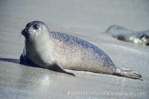 A Pacific harbor seal hauls out on a sandy beach.  This group of harbor seals, which has formed a breeding colony at a small but popular beach near San Diego, is at the center of considerable controversy.  While harbor seals are protected from harassment by the Marine Mammal Protection Act and other legislation, local interests would like to see the seals leave so that people can resume using the beach, Phoca vitulina richardsi, La Jolla, California